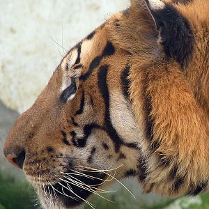 South China Tiger / Panthera tigris amoyensis (male)