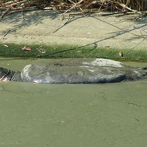 Yangtze Giant Softshell Turtle / Rafetus swinhoei (male)