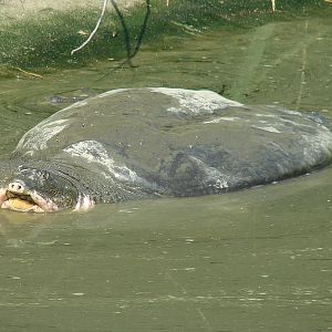 Yangtze Giant Softshell Turtle / Rafetus swinhoei (male)