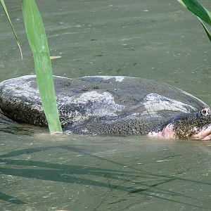 Yangtze Giant Softshell Turtle / Rafetus swinhoei (male)