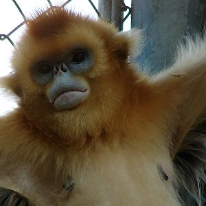 Golden snub-nosed monkey / Rhinopithecus roxellana (female)