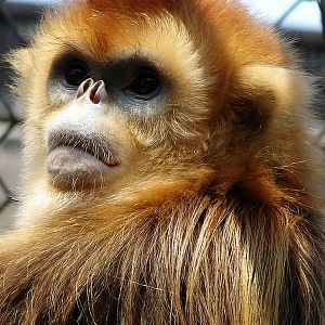 Golden snub-nosed monkey / Rhinopithecus roxellana (female)