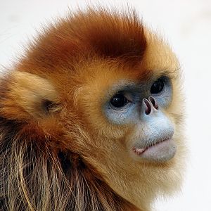 Golden snub-nosed monkey / Rhinopithecus roxellana (female)