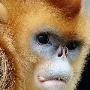 Golden snub-nosed monkey / Rhinopithecus roxellana (female)