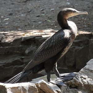Great cormorant