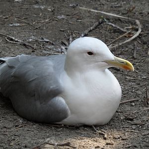 Gull ID?