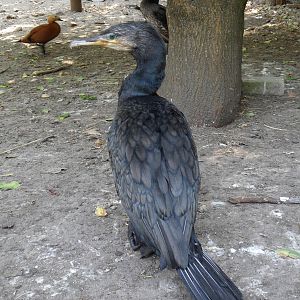 Great cormorants, ruddy shelduck, mallards, somewhat gull