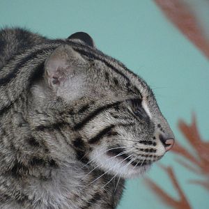 Fishing cat, side view