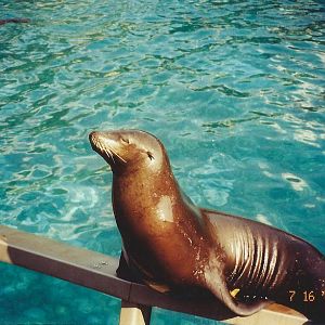 Jul. 2002 - Pacific Point - California Sea Lion + Harbor Seal