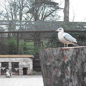 Sewerby Zoo, Sheldon hoping for a sprat 19th December 2013