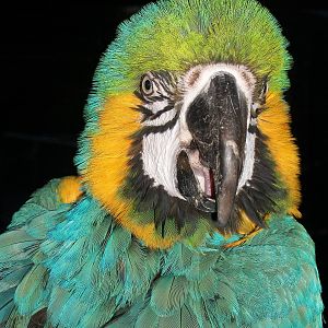 Sewerby Zoo, Millie 19th December 2013