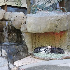 Asian Passage - Indian Crested Porcupine Exhibit