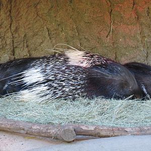 Asian Passage - Indian Crested Porcupine Exhibit