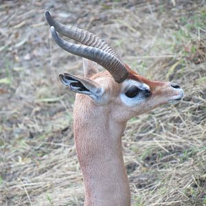 Asian Passage - Southern Gerenuk