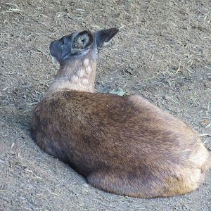 Asian Passage - Siberian Musk Deer