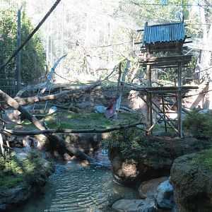 Asian Passage - Sun Bear Forest - Lion-tailed Macaque Exhibit