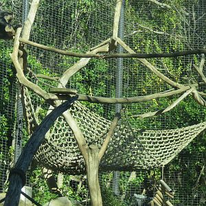Asian Passage - Sun Bear Forest - Lion-tailed Macaque Exhibit