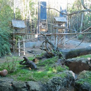 Asian Passage - Sun Bear Forest - Lion-tailed Macaque Exhibit