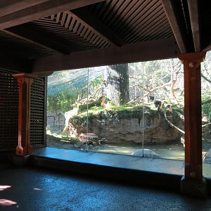 Asian Passage - Sun Bear Forest - Lion-tailed Macaque Exhibit