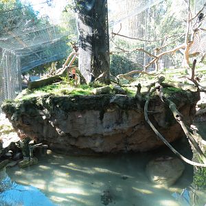 Asian Passage - Sun Bear Forest - Lion-tailed Macaque Exhibit