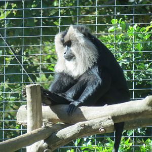 Asian Passage - Sun Bear Forest - Lion-tailed Macaque Exhibit