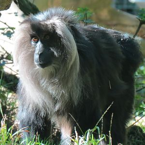 Asian Passage - Sun Bear Forest - Lion-tailed Macaque Exhibit
