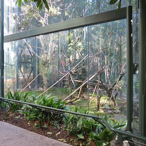 Asian Passage - Sun Bear Forest - Francois Langur Exhibit