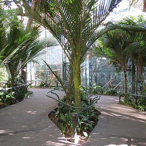 Asian Passage - Sun Bear Forest - Francois Langur Exhibit