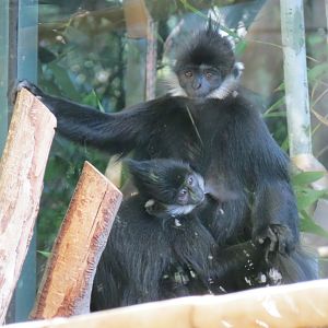 Asian Passage - Sun Bear Forest - Francois Langur Exhibit