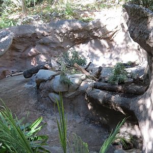 Asian Passage - Sun Bear Forest - Bornean Sun Bear Exhibit