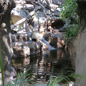 Asian Passage - Sun Bear Forest - Bornean Sun Bear Exhibit