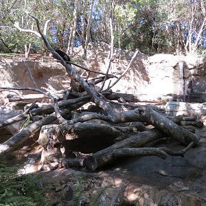Asian Passage - Sun Bear Forest - Bornean Sun Bear Exhibit