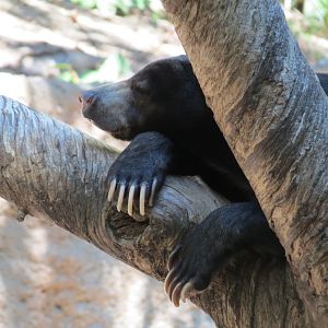 Asian Passage - Sun Bear Forest - Bornean Sun Bear Exhibit