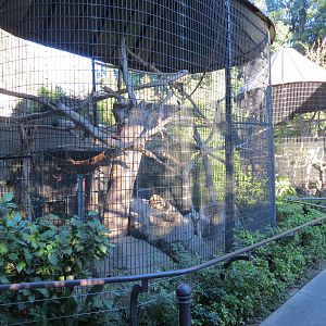 Asian Passage - Four Monkey Exhibits