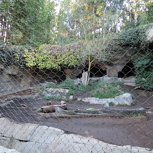 Asian Passage - Spotted Hyena Exhibit