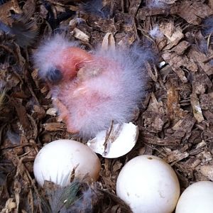 Newly hatched orange bellied parrot chick