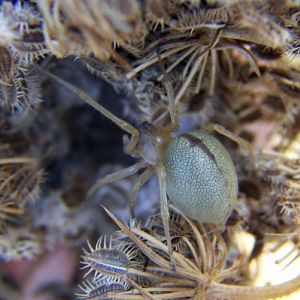 Longlegged Sac Spider (Cheiracanthium mildei)