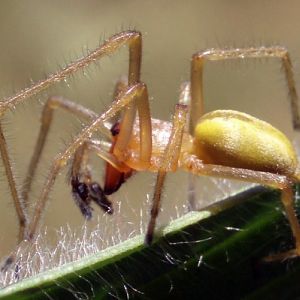 Yellow Sac Spider (Cheiracanthium punctorium)