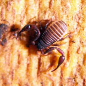 House Pseudoscorpion (Chelifer cancroides)