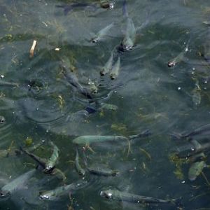 Thicklip Grey Mullets (Chelon labrosus)