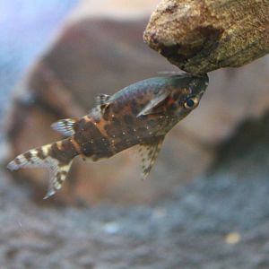 Fish Files: Upside-Down Catfish