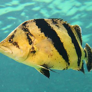 Fish Files: Siamese Tigerfish