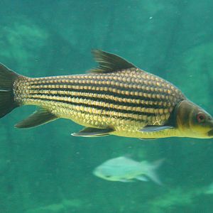 Fish Files: Jullien's Golden Carp