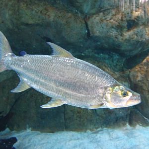 Fish Files: Goliath Tigerfish