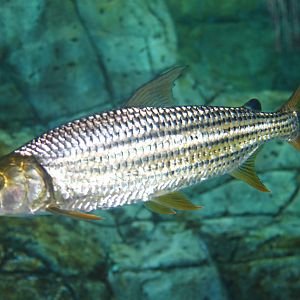 Fish Files: African Tigerfish