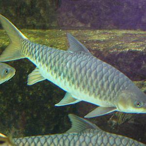 Fish Files: Golden Mahseer