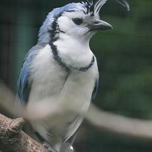 White-throated Magpie-jay (Calocitta formosa pompata)