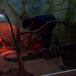 Water monitor and his live food