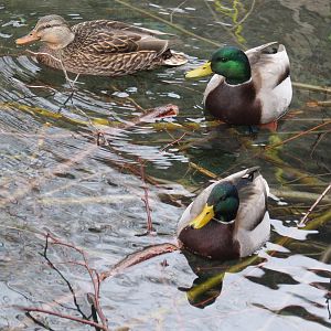 at the beaver pond