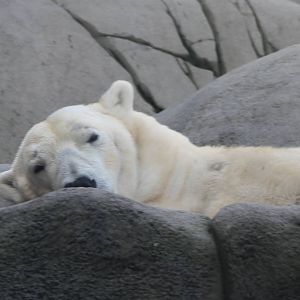 Polar bear